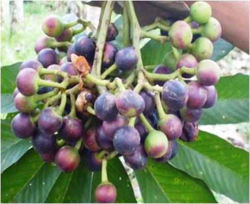 انگور آمازون